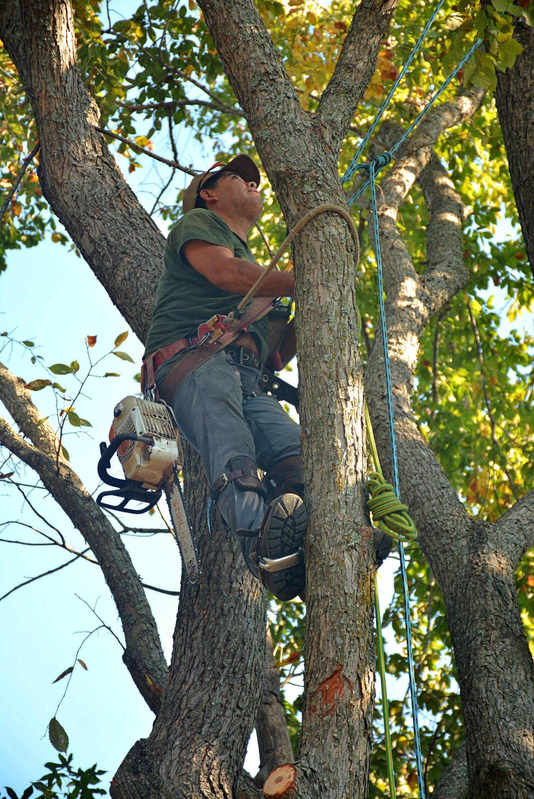 Arborist secured in a tree, cutting with a chainsaw