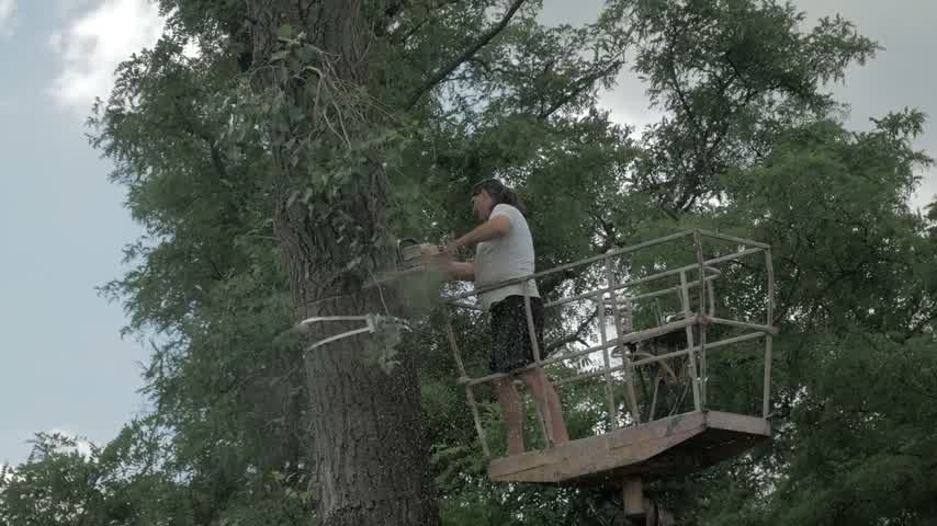 Arborist cutting a large branch from an elevated platform