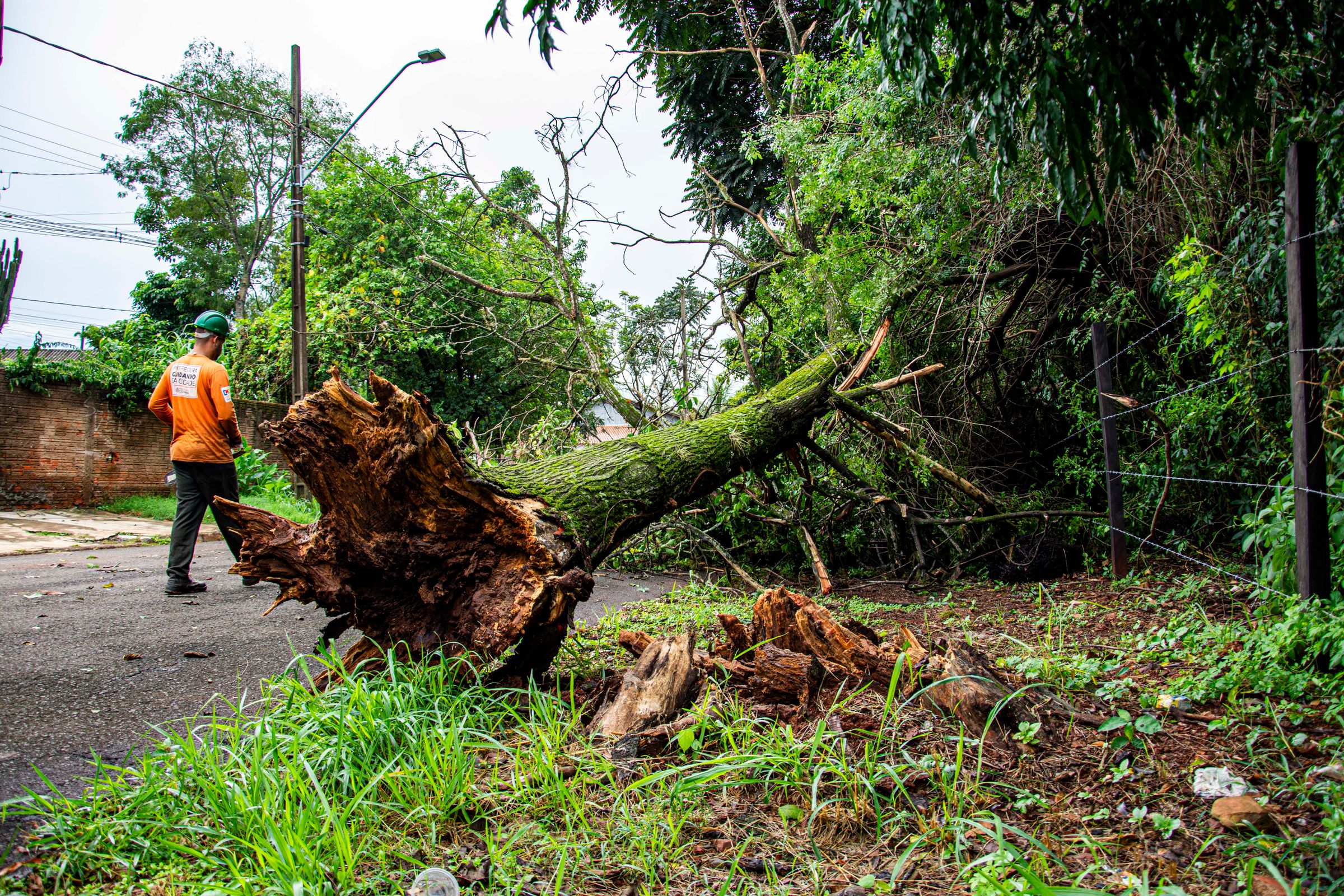 Storm-damaged tree cleared from a yard